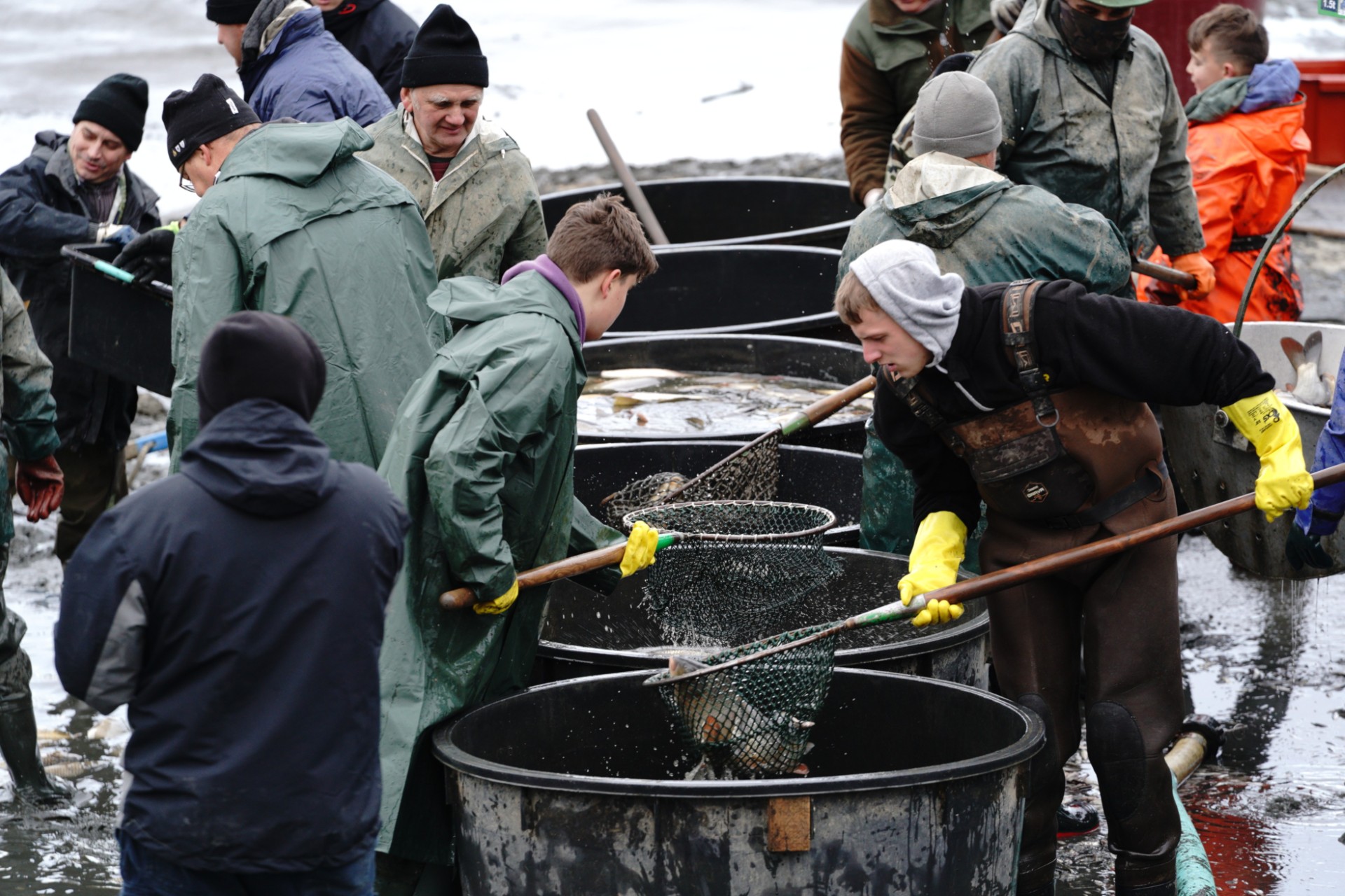 V chovnom rybníku SPU vylovili vyše 26 ton rýb